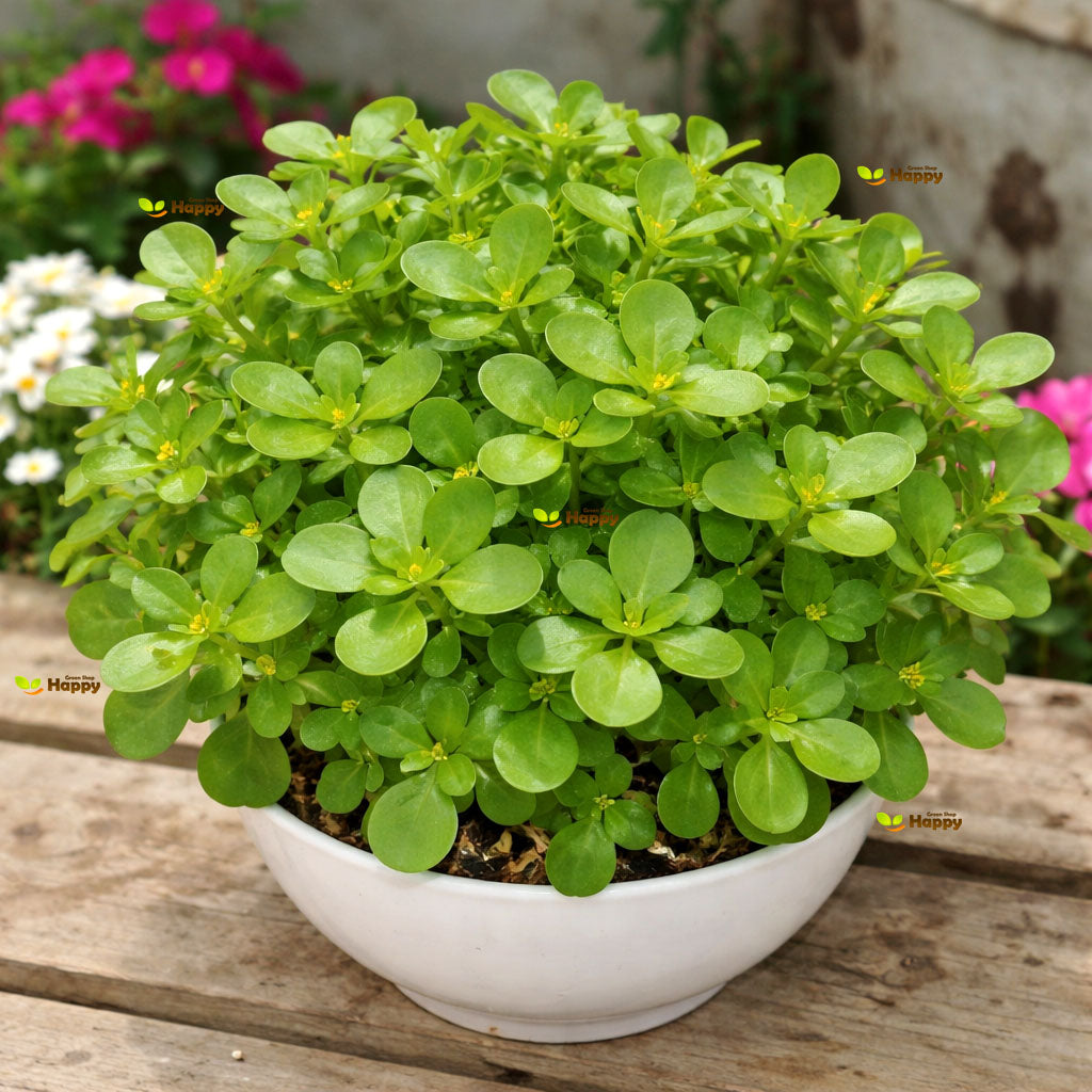 Green Purslane - 5500 seeds (Portulaca oleracea sativa)