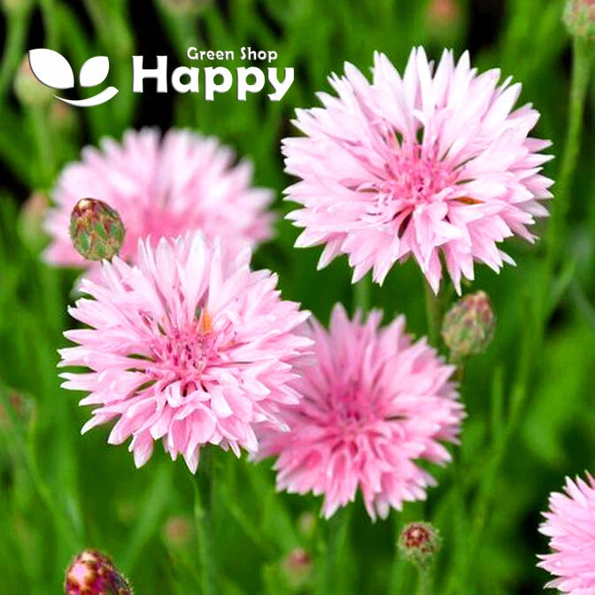 Pink Cornflower 'Tom Pouce Pink' - 100 seeds (Centaurea Cyanus)