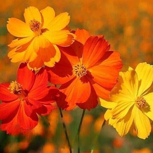 Dwarf Cosmos 'Carpet' mix - 60 seeds (Cosmos sulphureus semidouble)