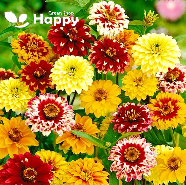 Zinnia 'Persian Carpet' mixed - 500 seeds (Zinnia haageana)