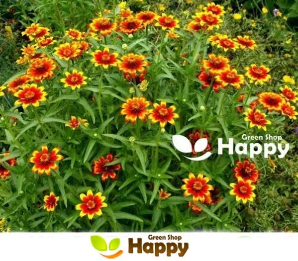 Zinnia 'Chippendale Daisy' - 200 seeds (Zinnia haageana)