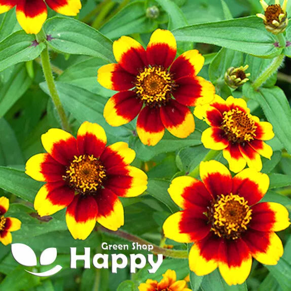 Zinnia 'Chippendale Daisy' - 200 seeds (Zinnia haageana)