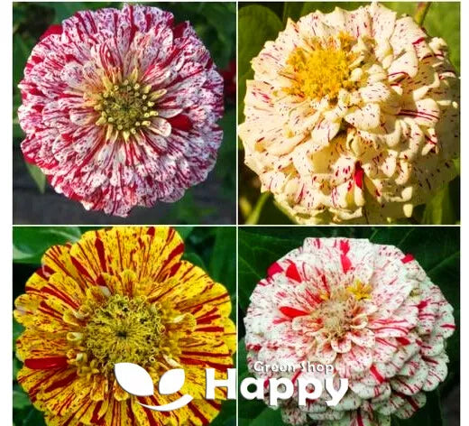 Zinnia Dahlia 'Candy Stripe' - 150 seeds (Zinnia elegans)