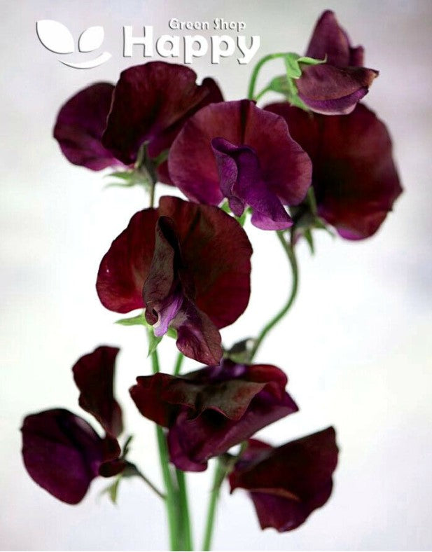 Sweet Pea `Black Knight` red - 20 seeds (Lathyrus Odoratus)
