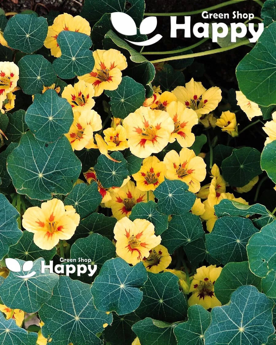 Dwarf Nasturtium Peach Melba - 25 seeds (Tropaeolum nanum)