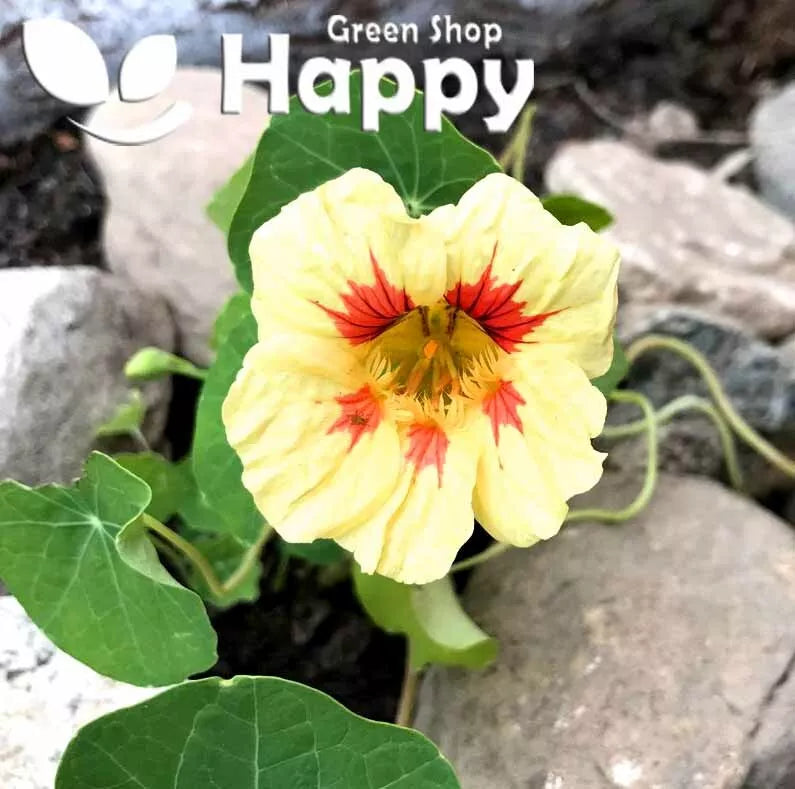 Dwarf Nasturtium Peach Melba - 25 seeds (Tropaeolum nanum)