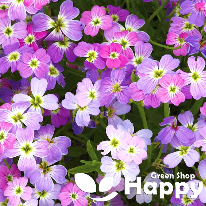 Virginian Stock Mix - 1000 seeds (Cheiranthus maritimus)