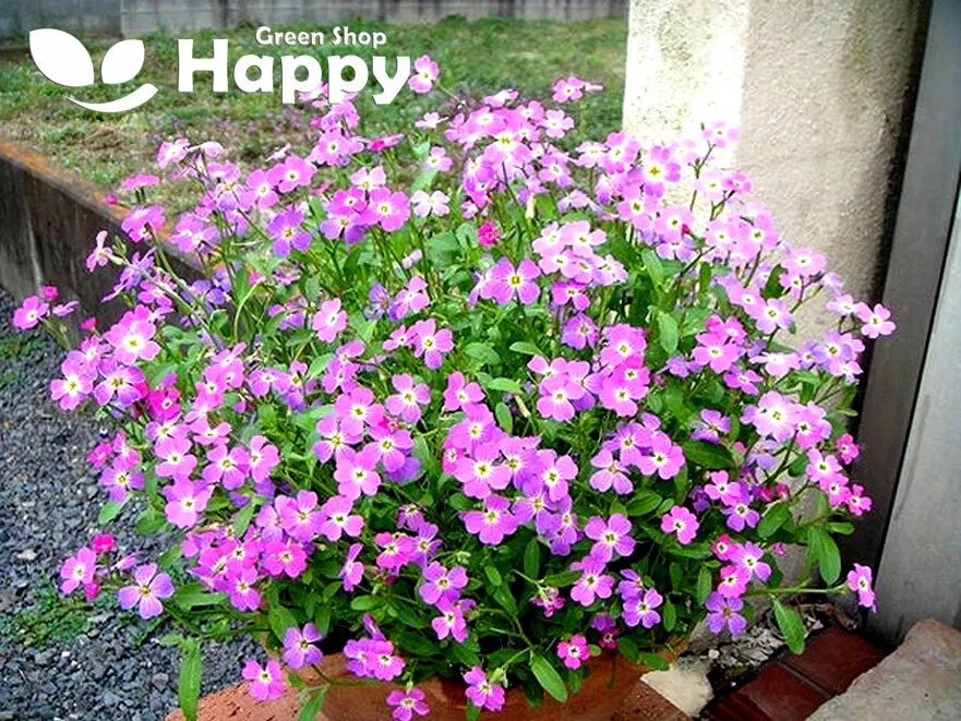 Virginian Stock Mix - 1000 seeds (Cheiranthus maritimus)