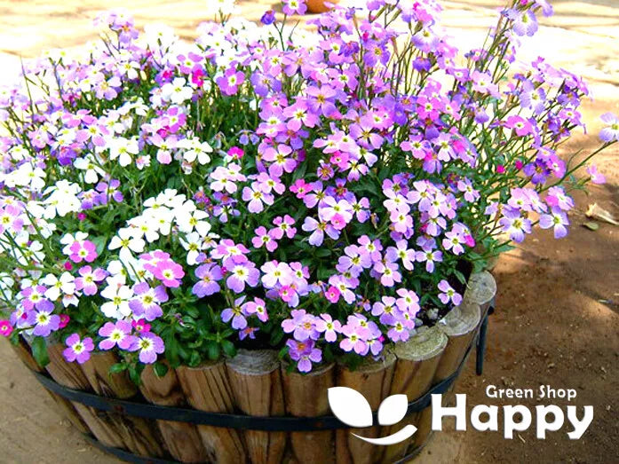 Virginian Stock Mix - 1000 seeds (Cheiranthus maritimus)