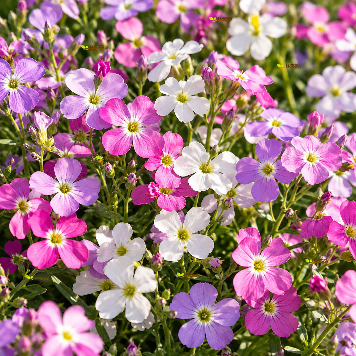 Virginian Stock Mix - 1000 seeds (Cheiranthus maritimus)