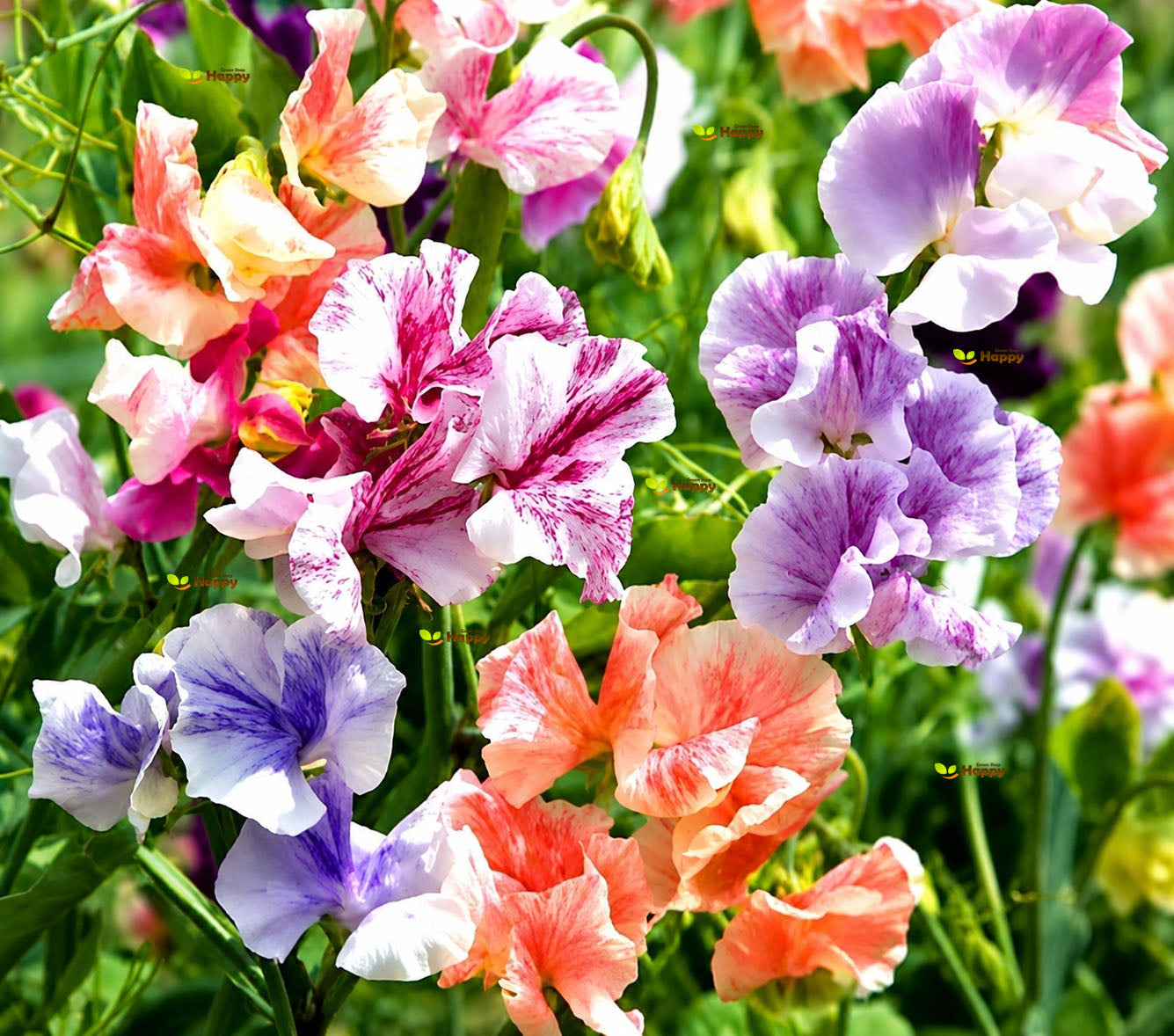 Sweet Pea 'Ripple' Mixed - 15 seeds (Latyrus odoratus)