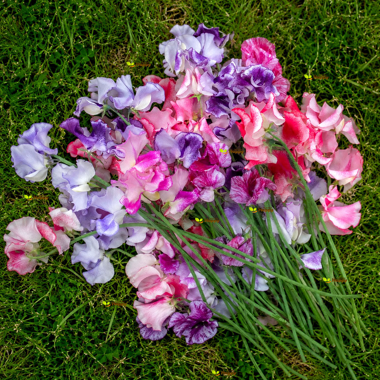 Sweet Pea 'Ripple' Mixed - 15 seeds (Latyrus odoratus)