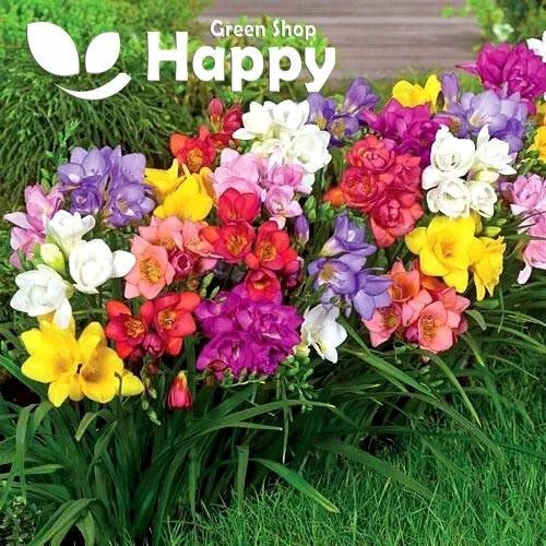 Freesia 'Royal Champion' mix  - 5 seeds (Fressia hybrida)
