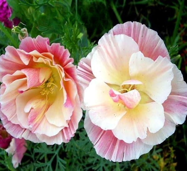 California Poppy 'Frilled Rose' - 100 seeds (Eschscholzia californica)