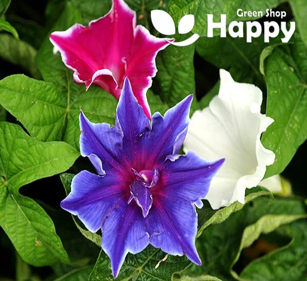 Japanese Morning Glory - Kikyo Zaki mix 5 seeds (Ipomoea Nil)
