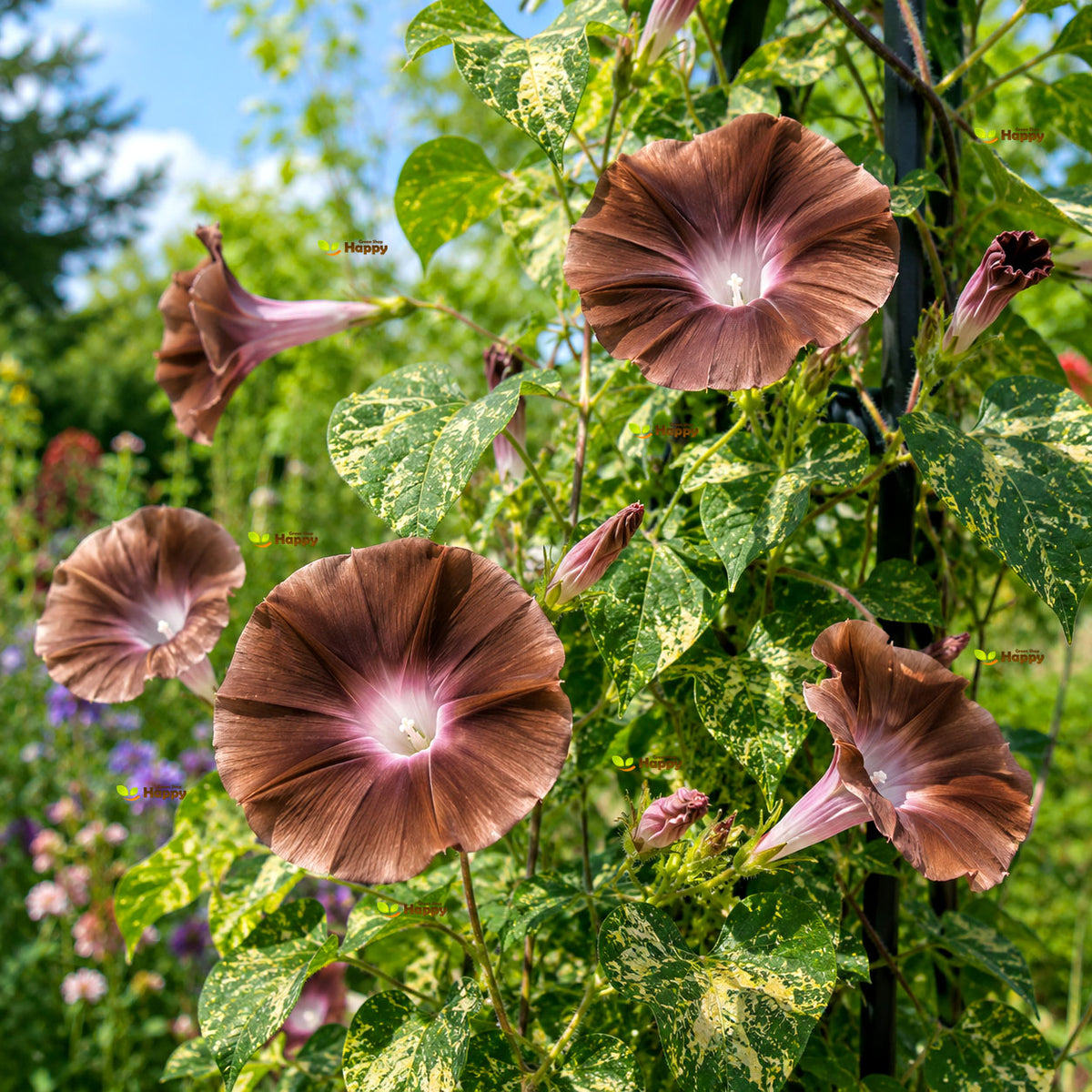 Morning Glory Chocolate - 5 seeds (Ipomoea Nil)