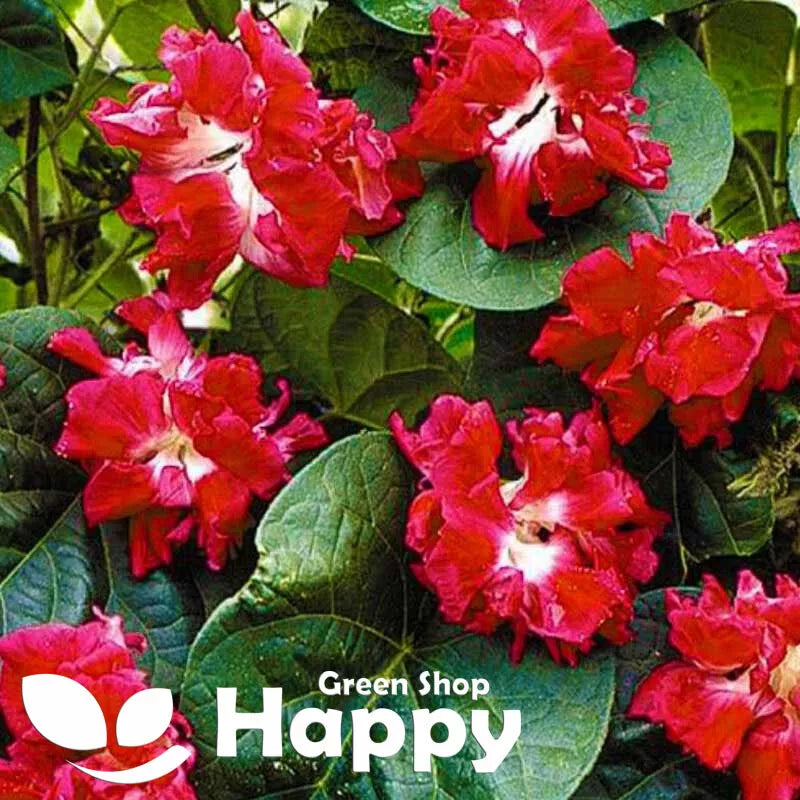Morning Glory 'Ruffle red' - 15 seeds (Ipomoea imperialis)