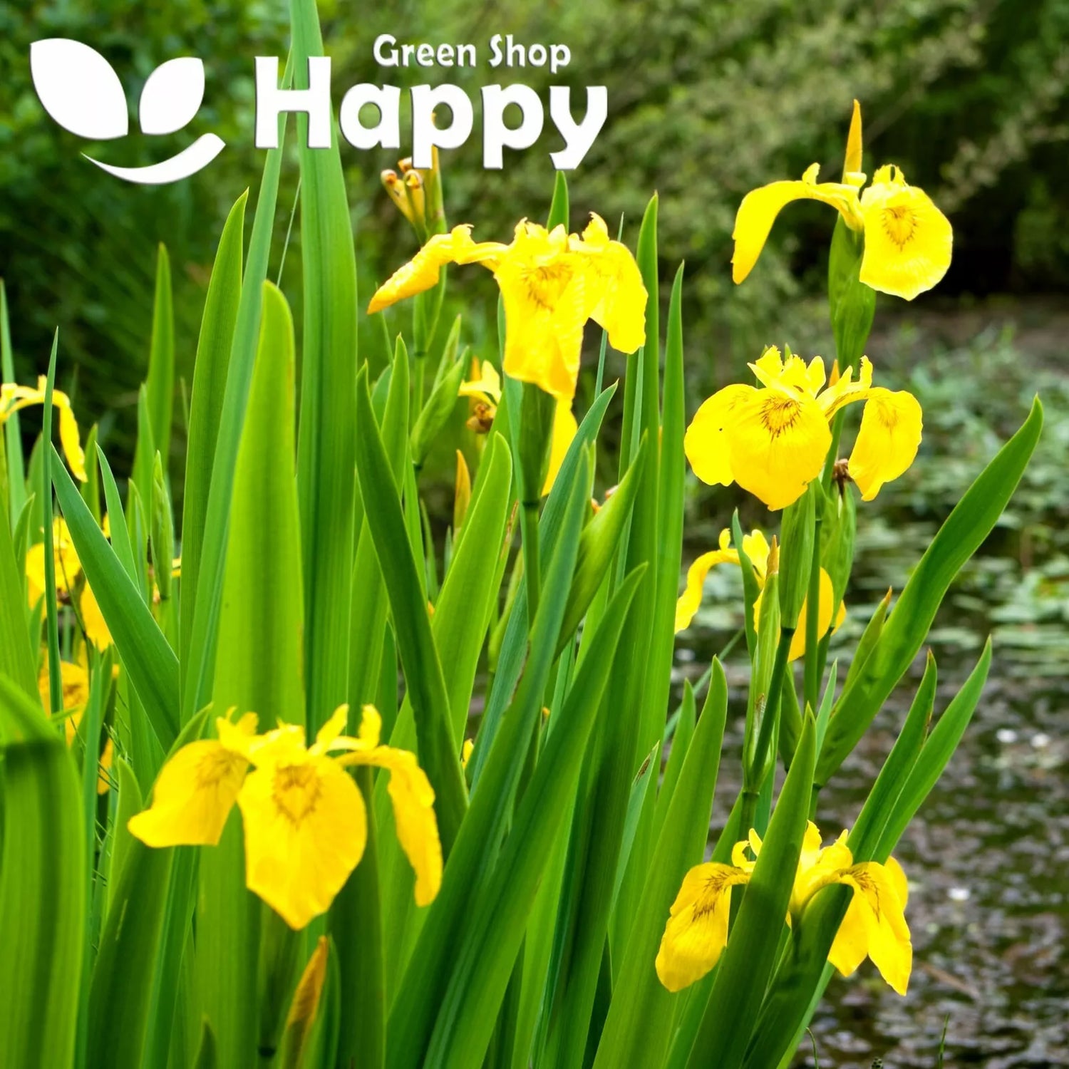 Yellow Iris - 15 seeds (Iris pseudacorus)