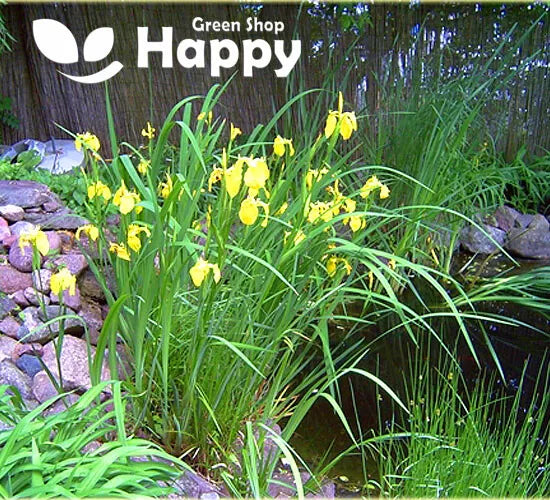 Yellow Iris - 15 seeds (Iris pseudacorus)