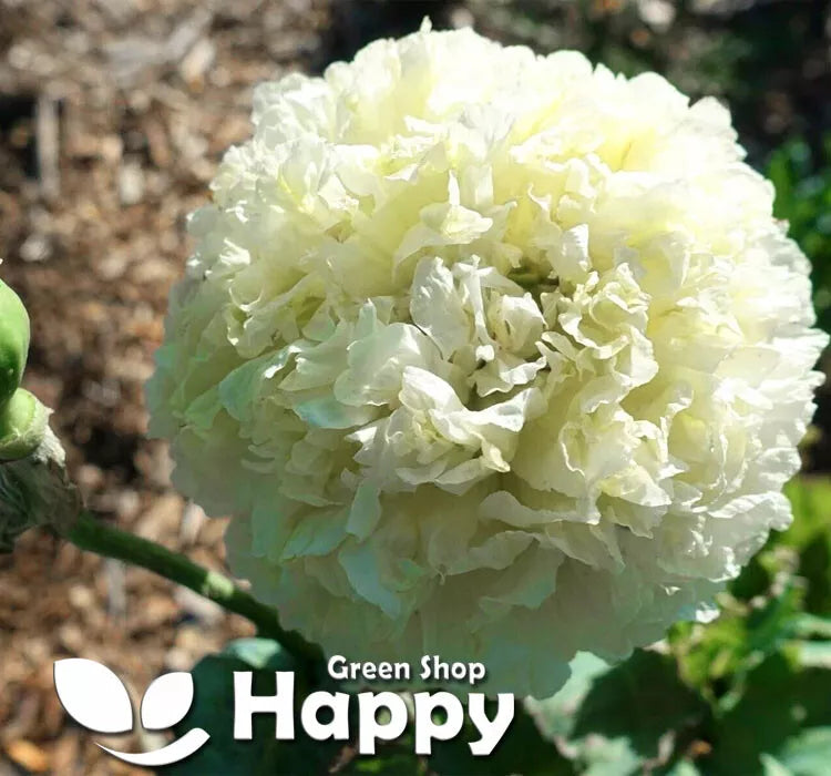 Cream Peony Poppy - 500 Seeds (Papaver Paeoniflorum)