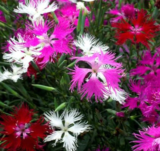 Superb Pink Dianthus Superbus - 200 seeds (Dianthus superbus) Perennial Fragrant Flowers