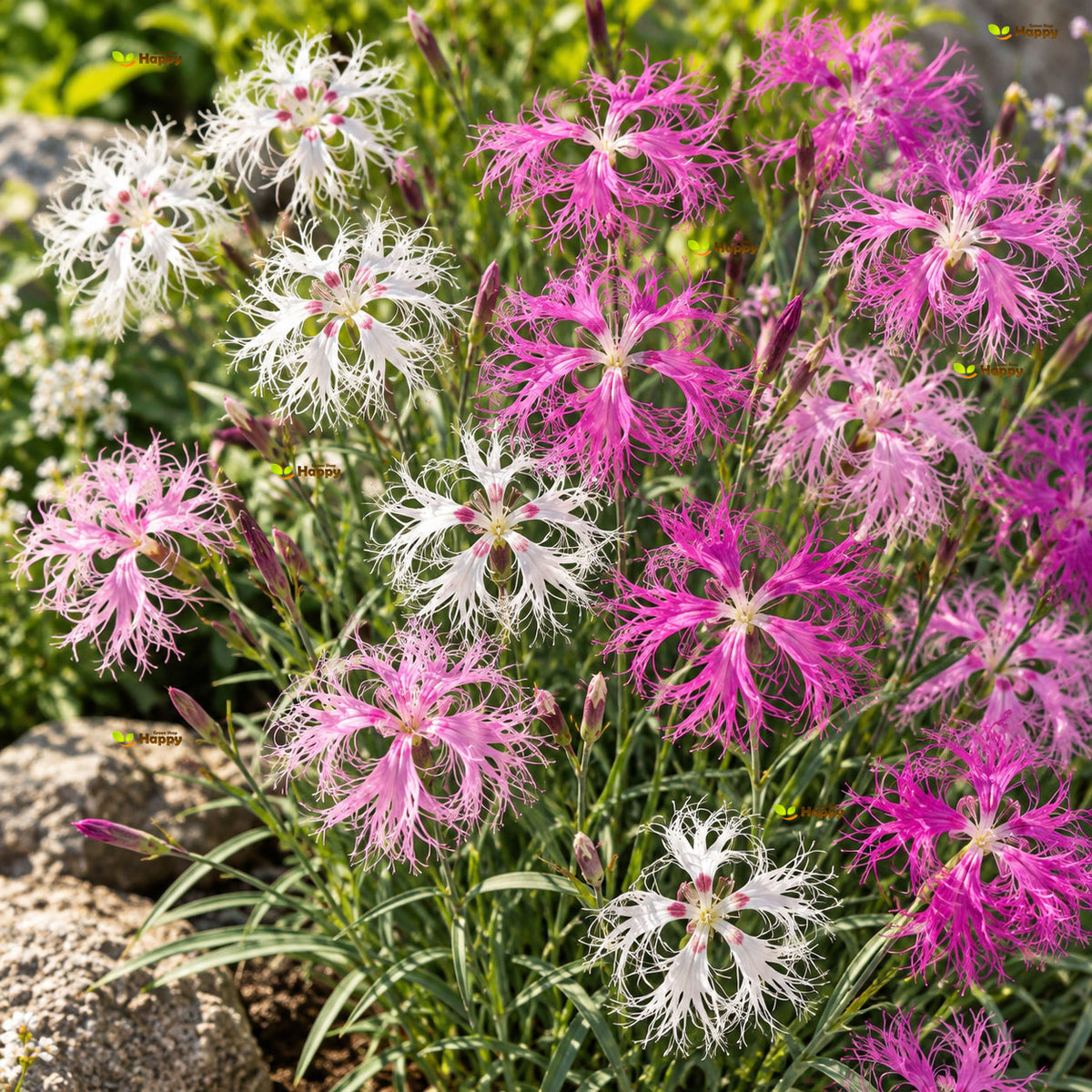 Superb Pink Dianthus Superbus - 200 seeds (Dianthus superbus) Perennial Fragrant Flowers