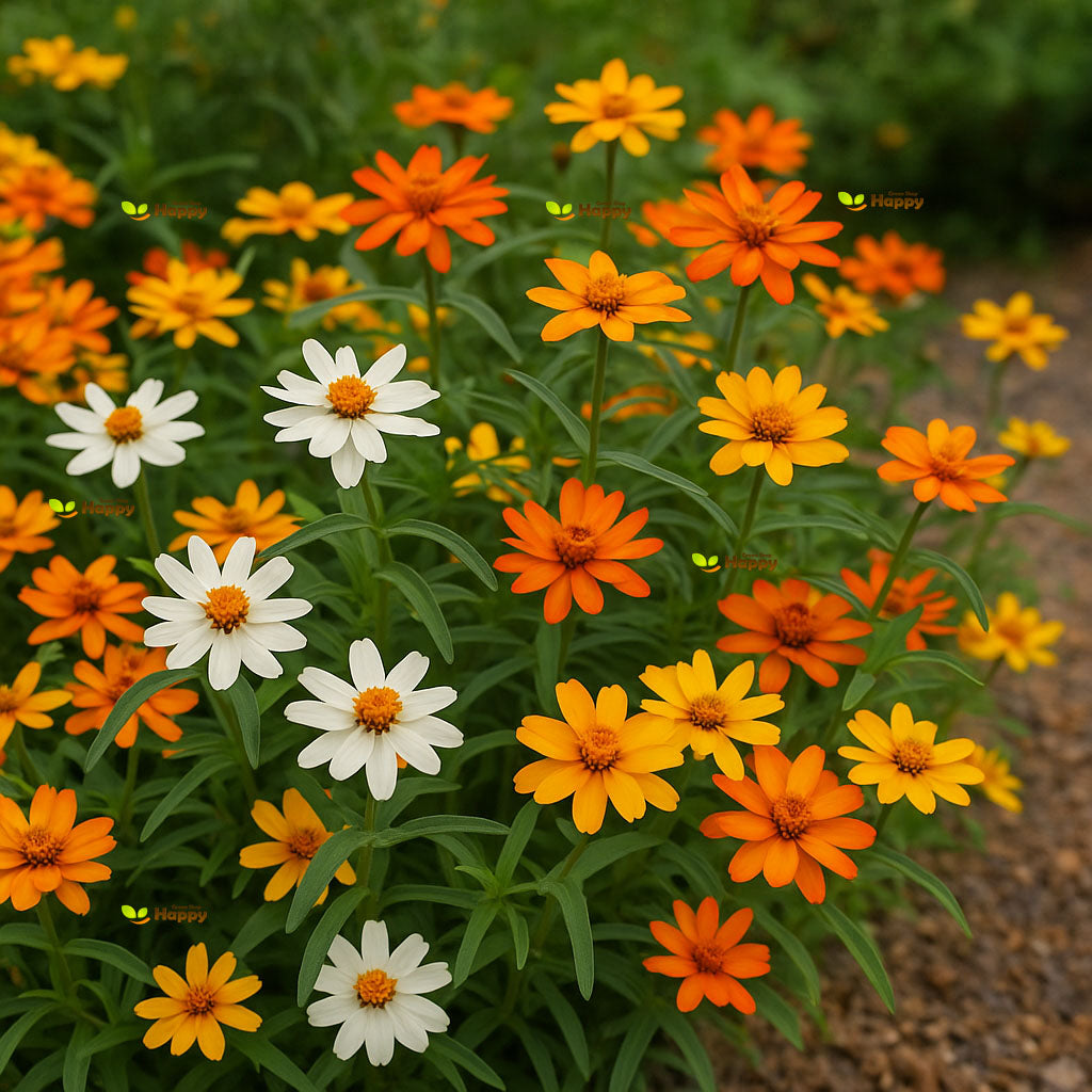Classic Zinnia - 400 seeds (Zinnia linearis angustifolia)