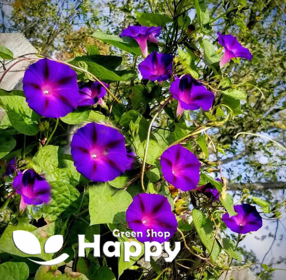 Fluorescent Morning Glory Feringa - 30 seeds (Ipomoea purpurea)