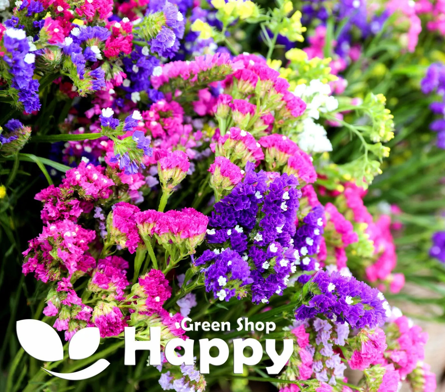 Statice Petit Bouquet mix - 80 seeds (Limonium sinuatum)