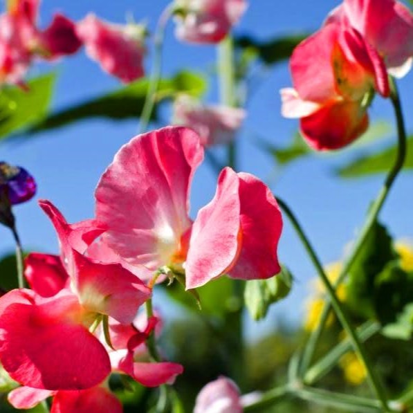 Sweet Pea `Watermelon` pink - 20 seeds (Lathyrus odoratus elegance)