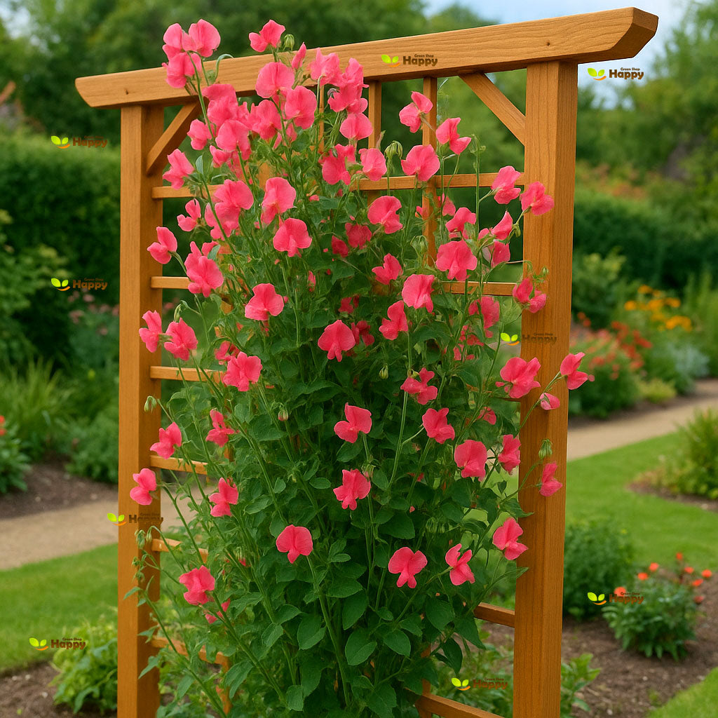 Sweet Pea `Watermelon` pink - 20 seeds (Lathyrus odoratus elegance)