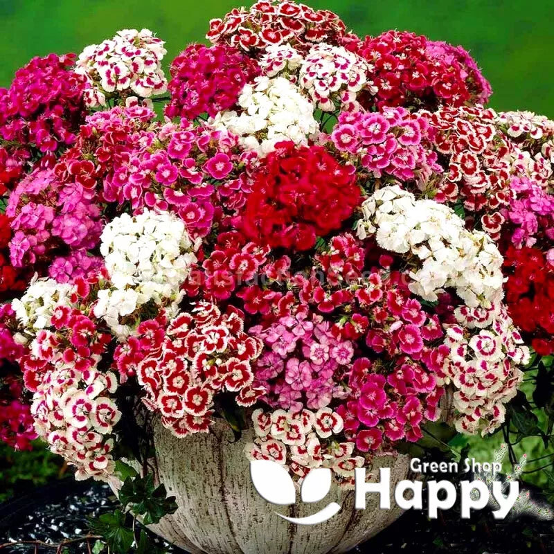 Sweet William Pinocchio mix - 1000 seeds (Dianthus barbatus)