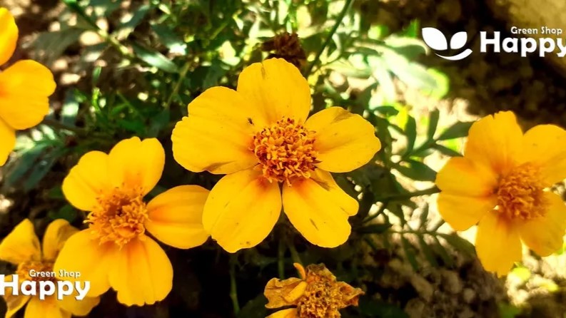 Mexican Tarragon - 500 seeds (Tagetes lucida)