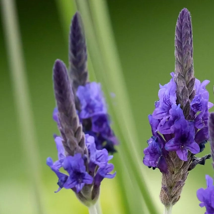Egiptian Lavender - 200 seeds (Lavandula multifida)