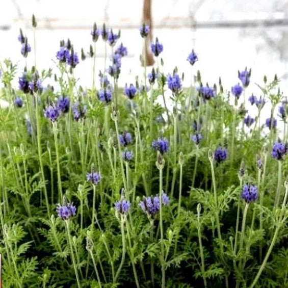 Egiptian Lavender - 200 seeds (Lavandula multifida)