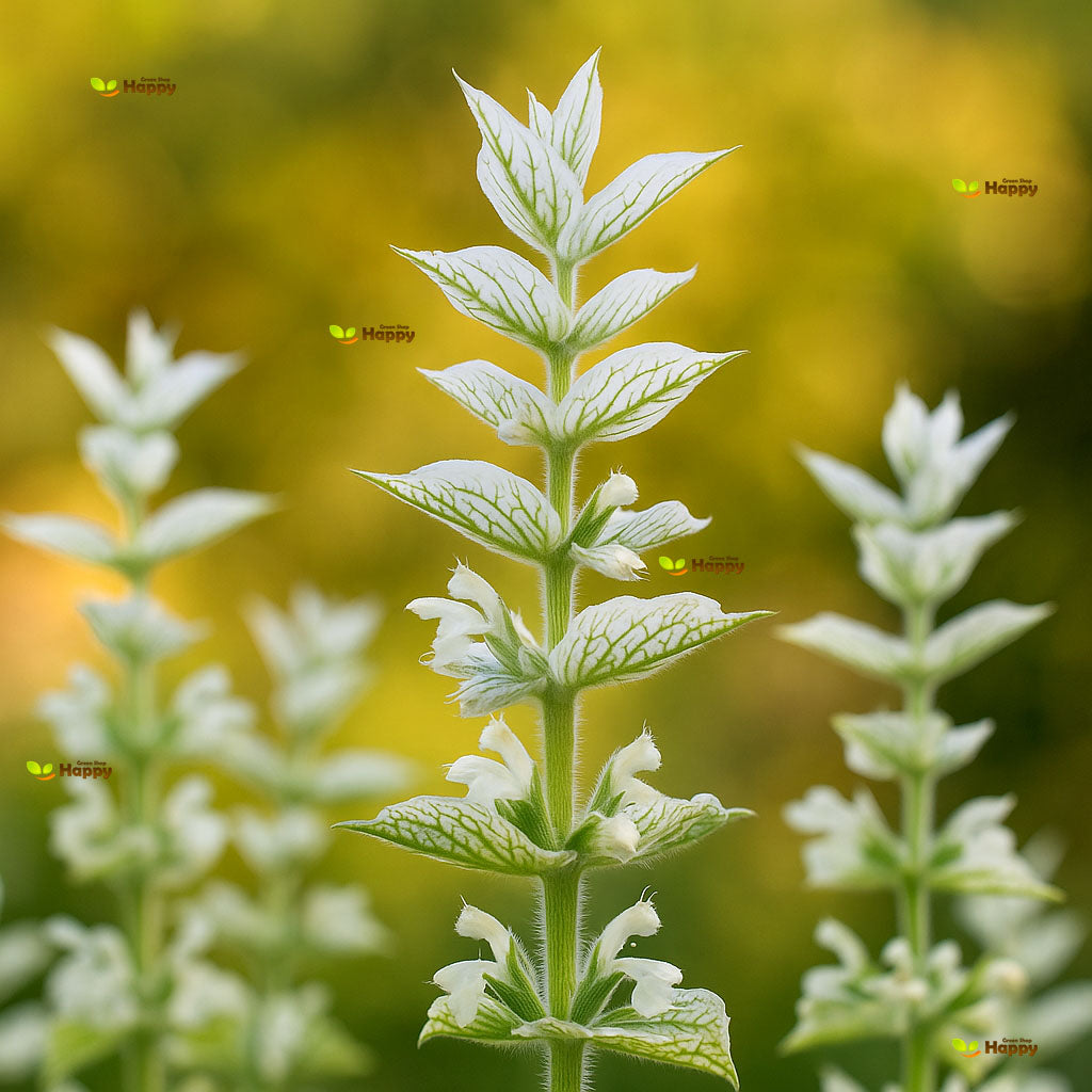 Clary Sage - White Swan - 200 seeds (Salvia horminum)