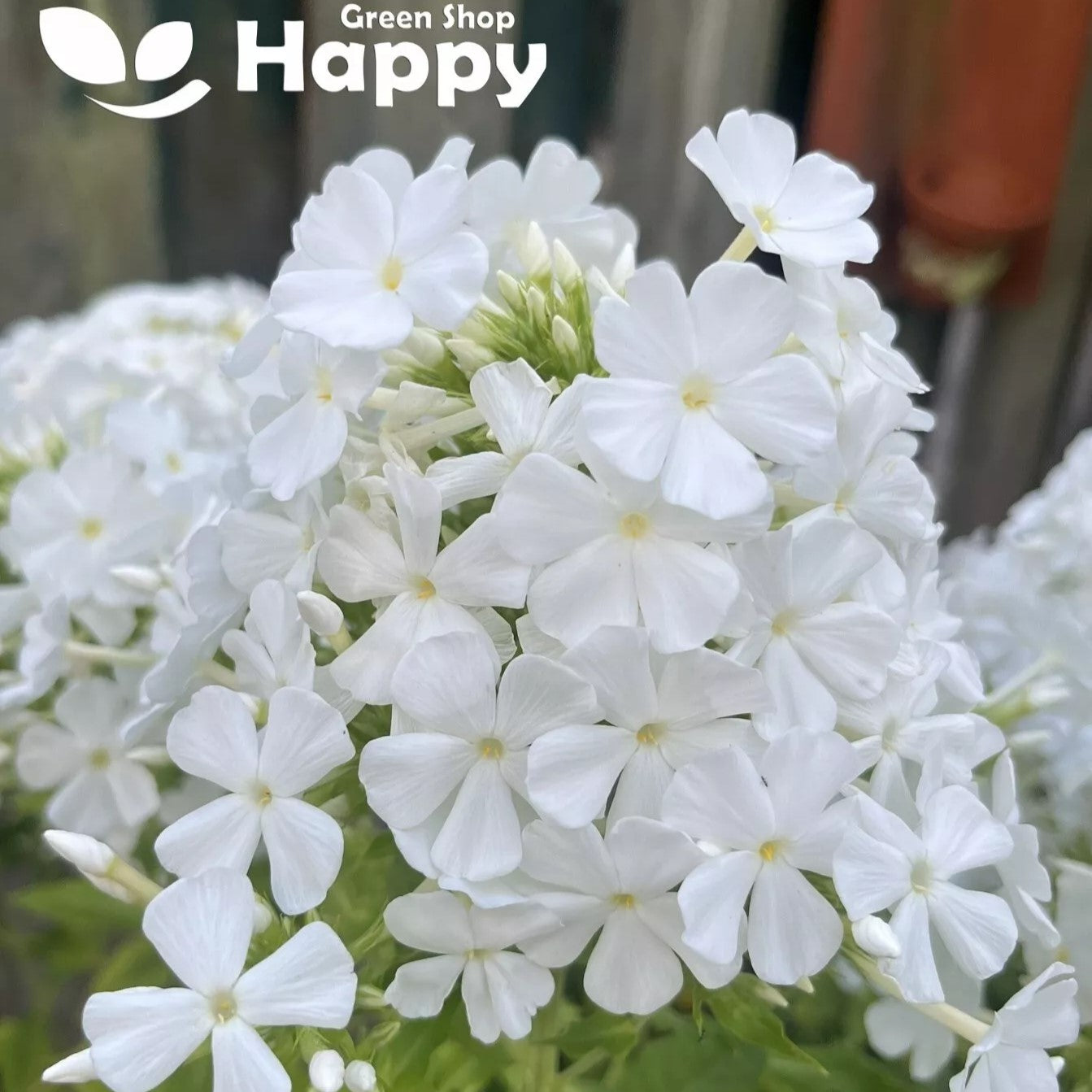 Drummond's Phlox Alba - 300 seeds (Phlox drummondii grandiflora)