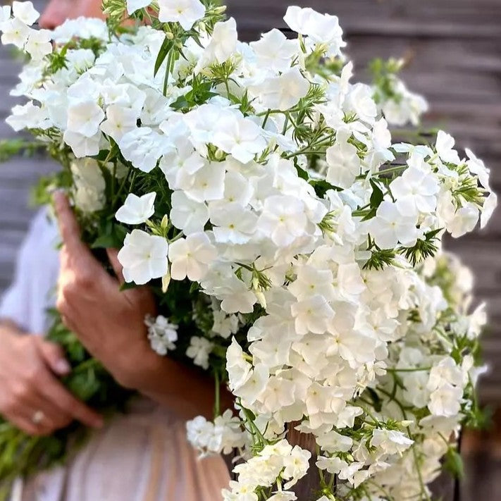 Drummond's Phlox Alba - 300 seeds (Phlox drummondii grandiflora)