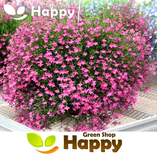 Trailing Lobelia Cascade - Lilac - 7000 seeds (Lobelia pendula)