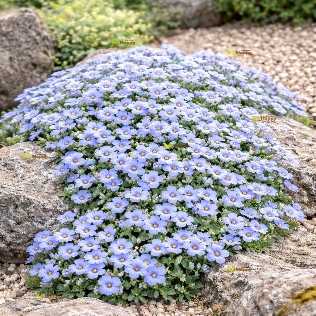 Rock Cress ‘Graeca’ - Pale Blue - 1200 Seeds  (Aubrieta hybrida)