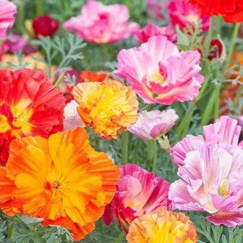 California Poppy 'Frilly Fun' - 200 seeds (Eschscholzia c)