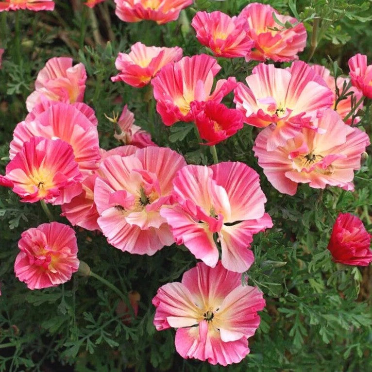 California Poppy 'Frilly Fun' - 200 seeds (Eschscholzia c)