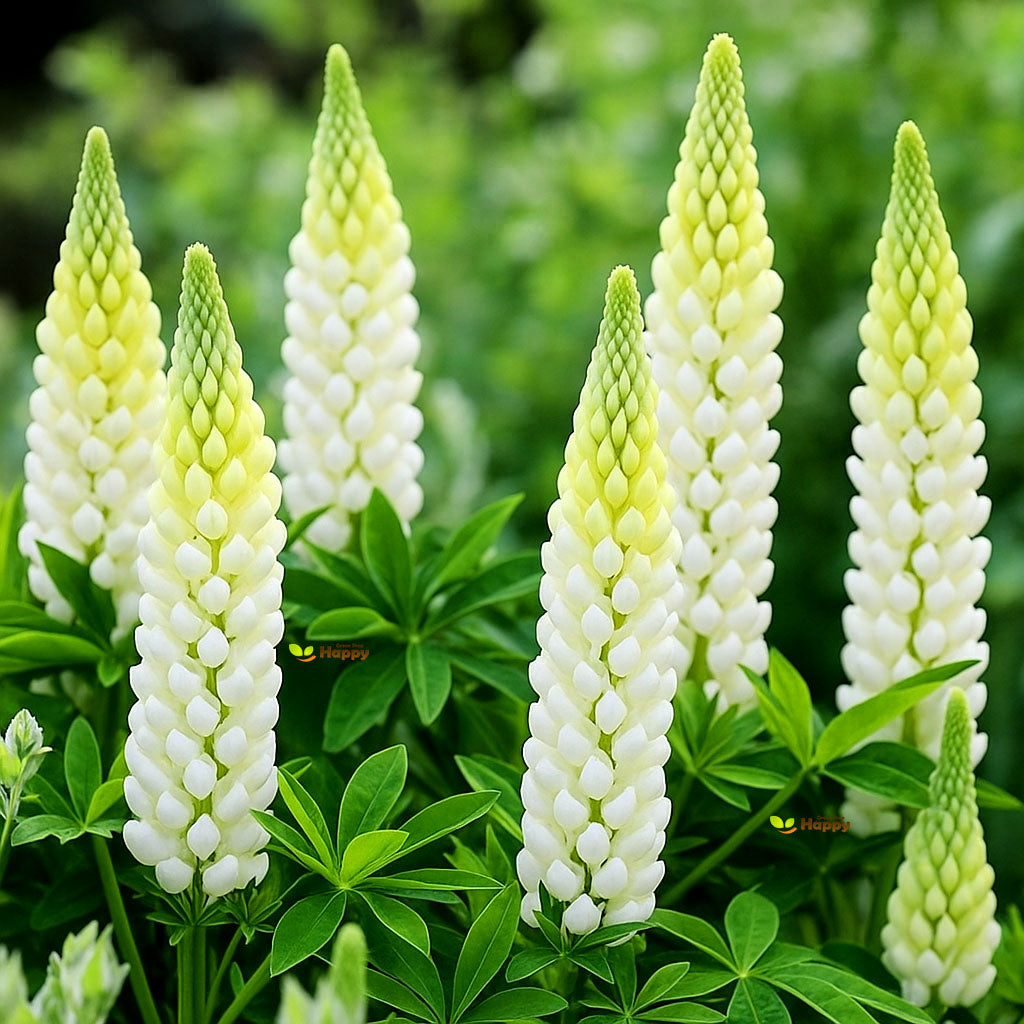 Russel Lupin Noble Maiden - 60 seeds (Lupinus polyphyllus)