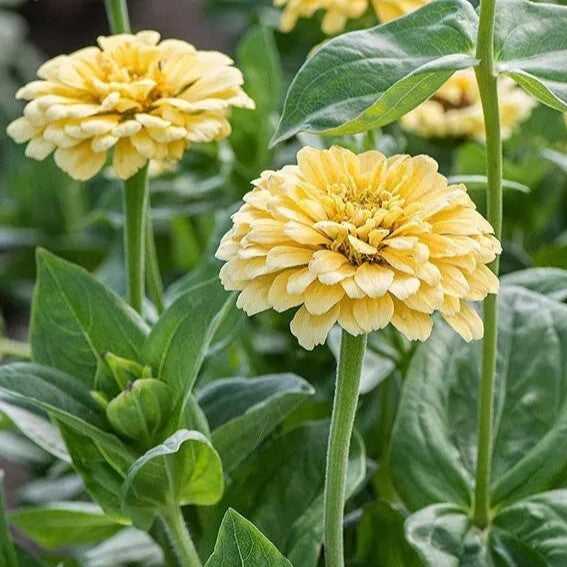 Zinnia Dahliaflowered 'Isabellina' - 130 seeds (Zinnia elegans)
