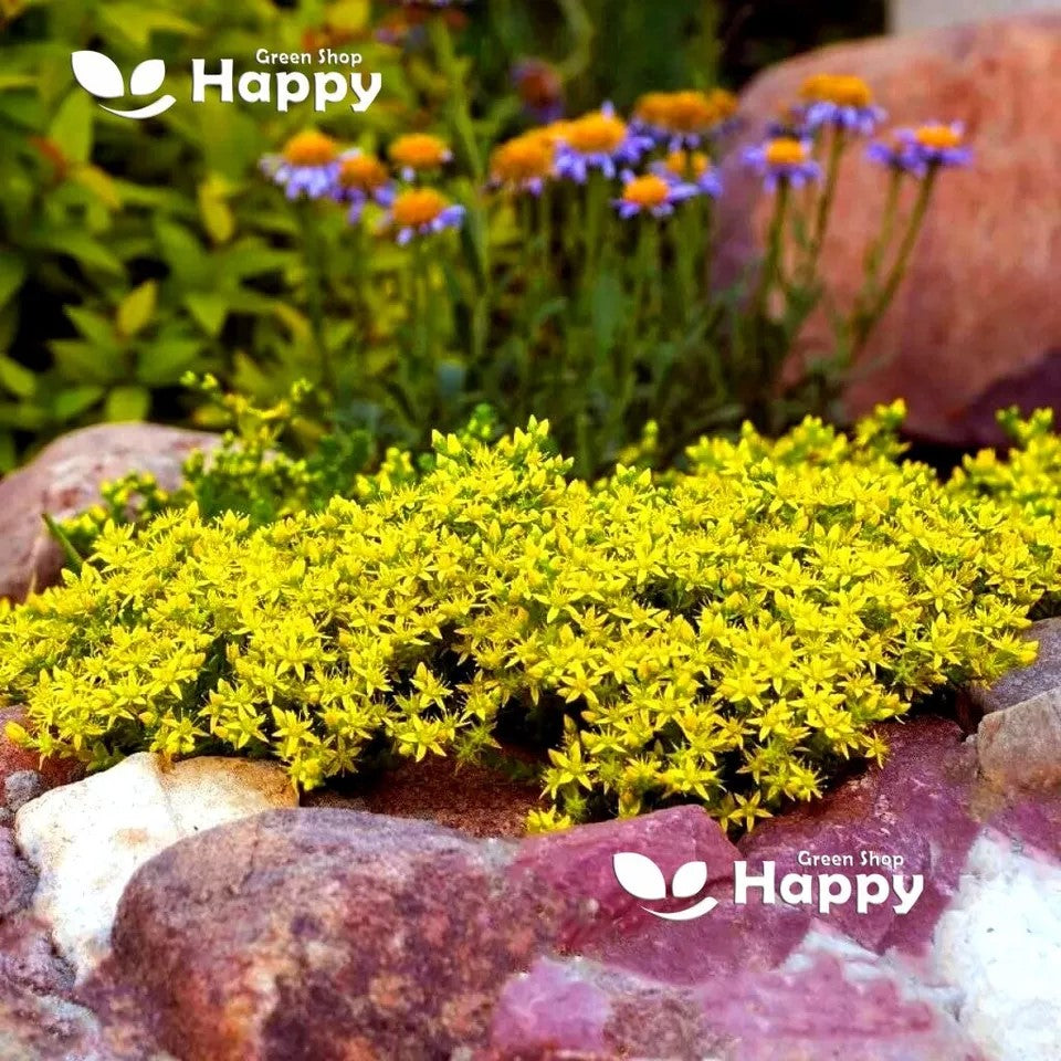 Yellow Stonecrop - 300 seeds (Sedum acre)