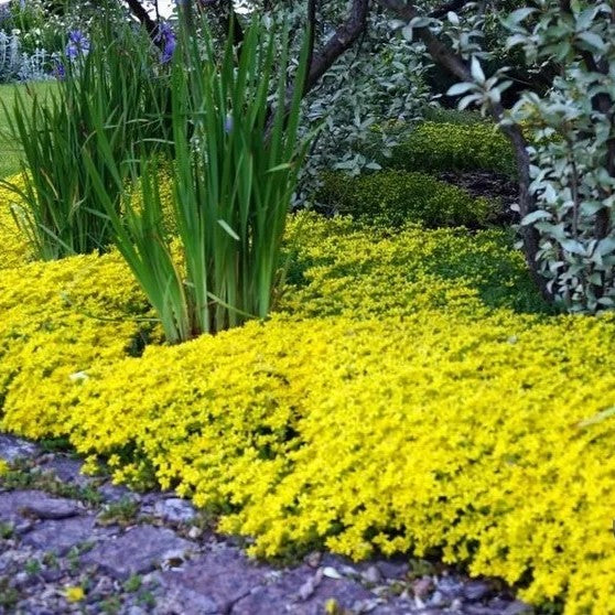 Yellow Stonecrop - 300 seeds (Sedum acre)