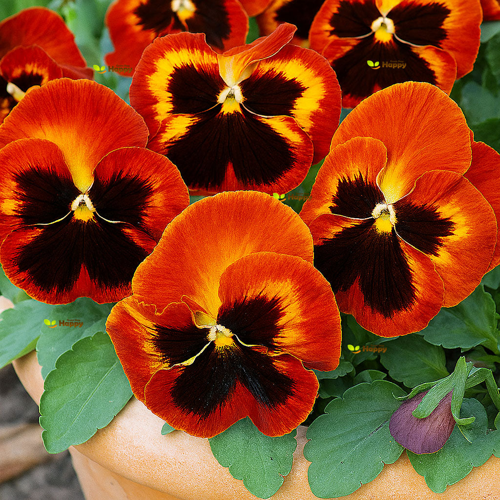 Pansy Swiss 'Giant Flame' - 200 seeds (viola wittrockiana)