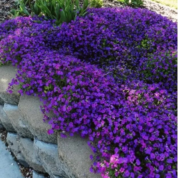 Rock Cress "Whitewell Gem" - 400 seeds (Aubrieta hybrida)