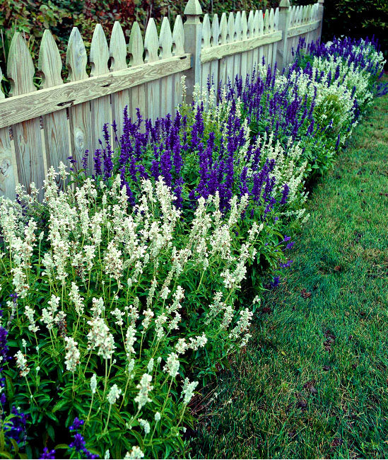 Mealy Cup Sage White Victory - 220 seeds (Salvia Farinacea)