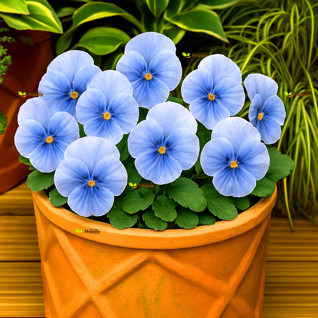Pansy S1 Light Blue - 10 seeds (Viola wittrockiana S1)